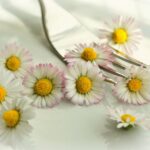 I fiori eduli in cucina…liberiamo la fantasia!