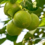 Il Lime