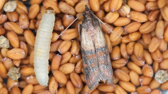 Farfalline, tignole o tarme del cibo Con l'arrivo del caldo e dell'estate tornano alla carica e rischiamo una vera e propria invasione di massa!