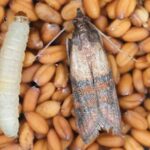 Farfalline, tignole o tarme del cibo