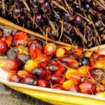 L’olio di palma cos’ha che non va?